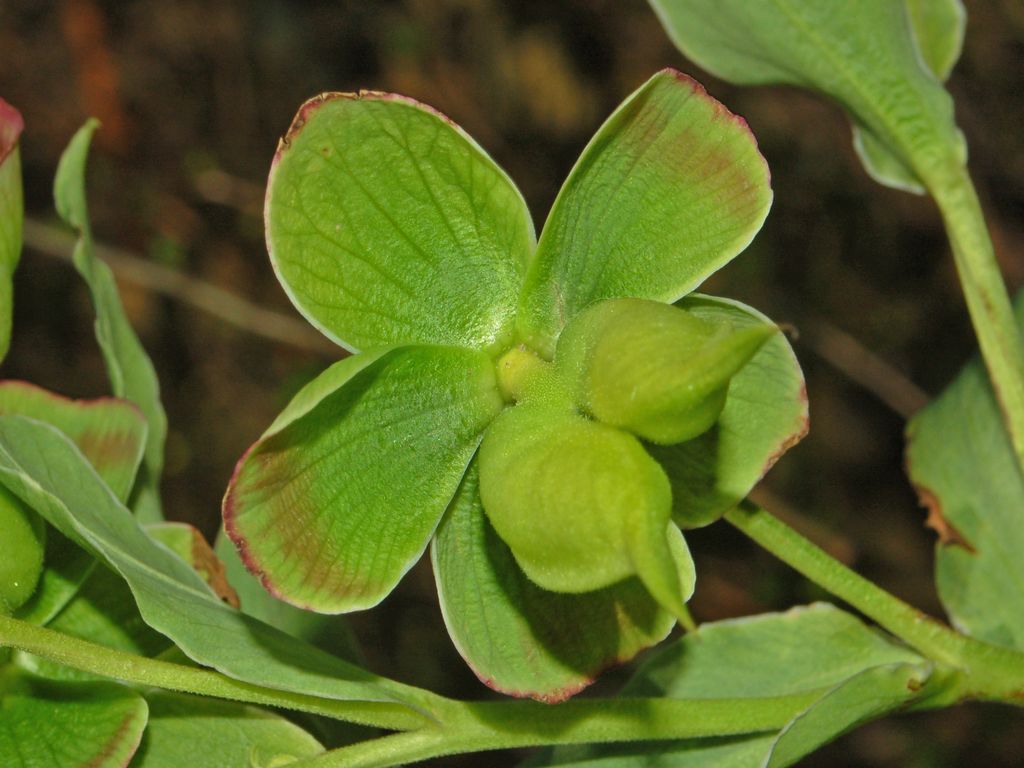 Helleborus foetidus